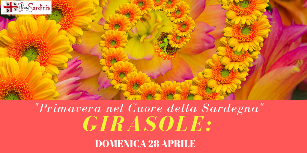 PRIMAVERA IN SARDEGNA: GIRASOLE DOM 28 APR