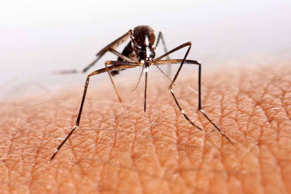 Il vaccino contro la malaria presto sarà realtà?