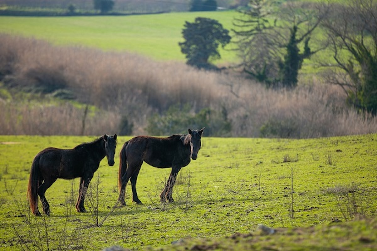 Tuscia Experience: escursioni a cavallo in Tuscia, un viaggio a ritmo lento nel cuore del territorio e della sua storia