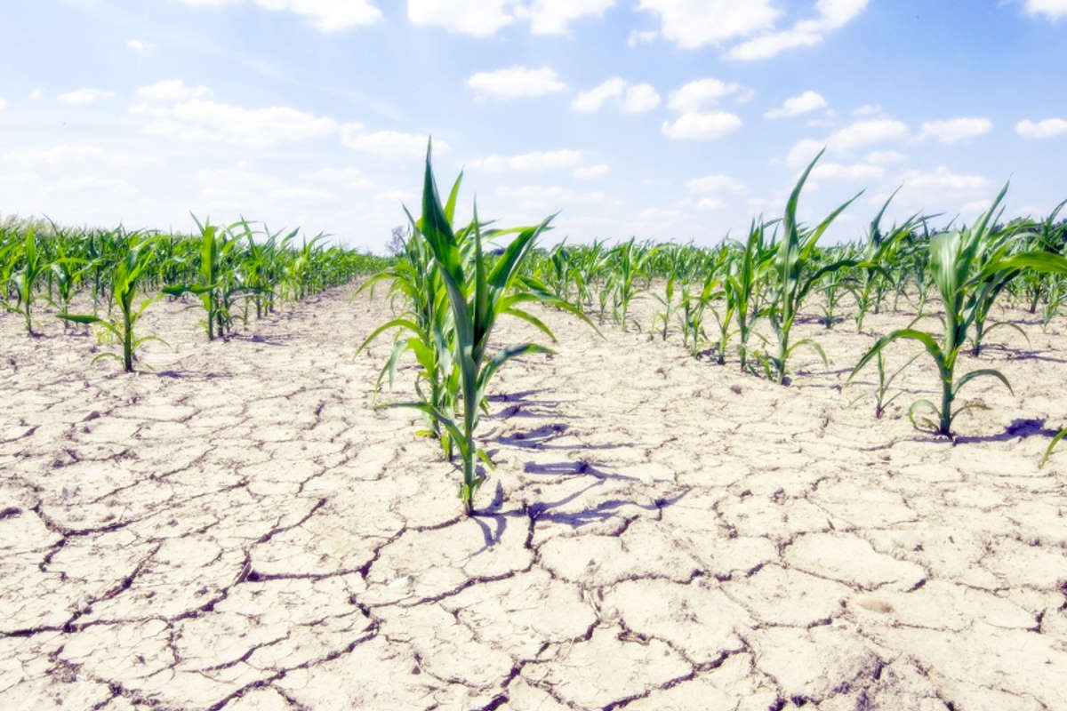 Coldiretti, il caldo mette in crisi i raccolti e fa aumentare i prezzi di frutta e verdura