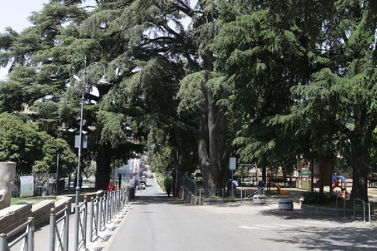 Giornata Nazionale degli Alberi. Protagonista il Cedro del Libano minacciato dal riscaldamento globale