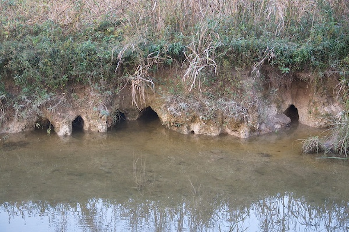 Un altro sindaco sceriffo nel far west che ora coinvolge anche le nutrie