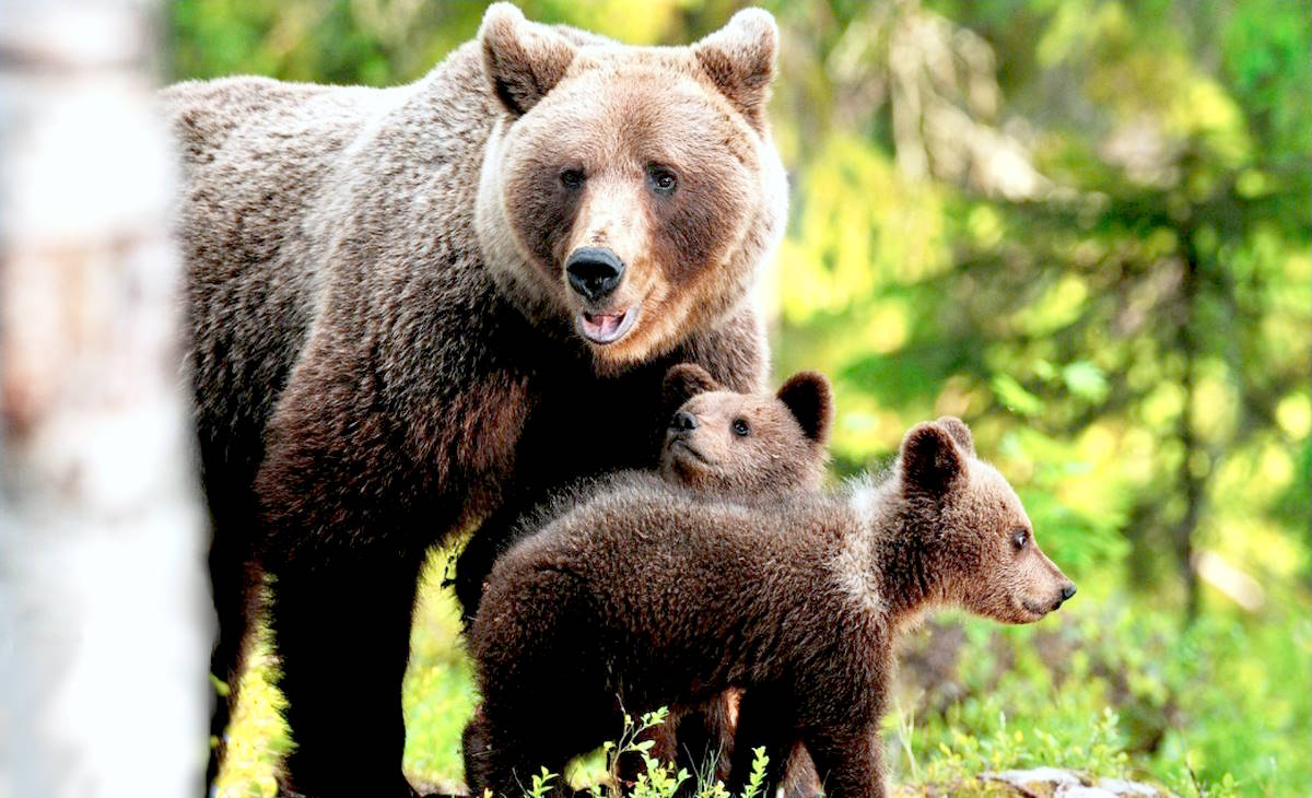 Oipa, oltre a plaudire l'Anmvi per aver escluso l'abbattimento degli orsi JJ4 ed MJ5, annuncia di aver inviato al Ministero dell'Ambiente proposte per la gestione degli orsi in Trentino