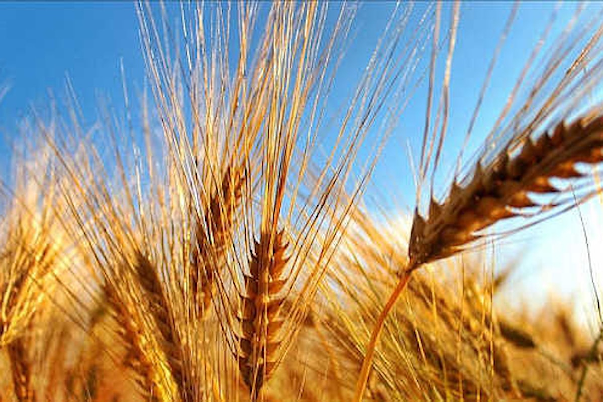 Crisi alimentare dietro l'angolo dopo il mancato rinnovo dell'accordo sul grano