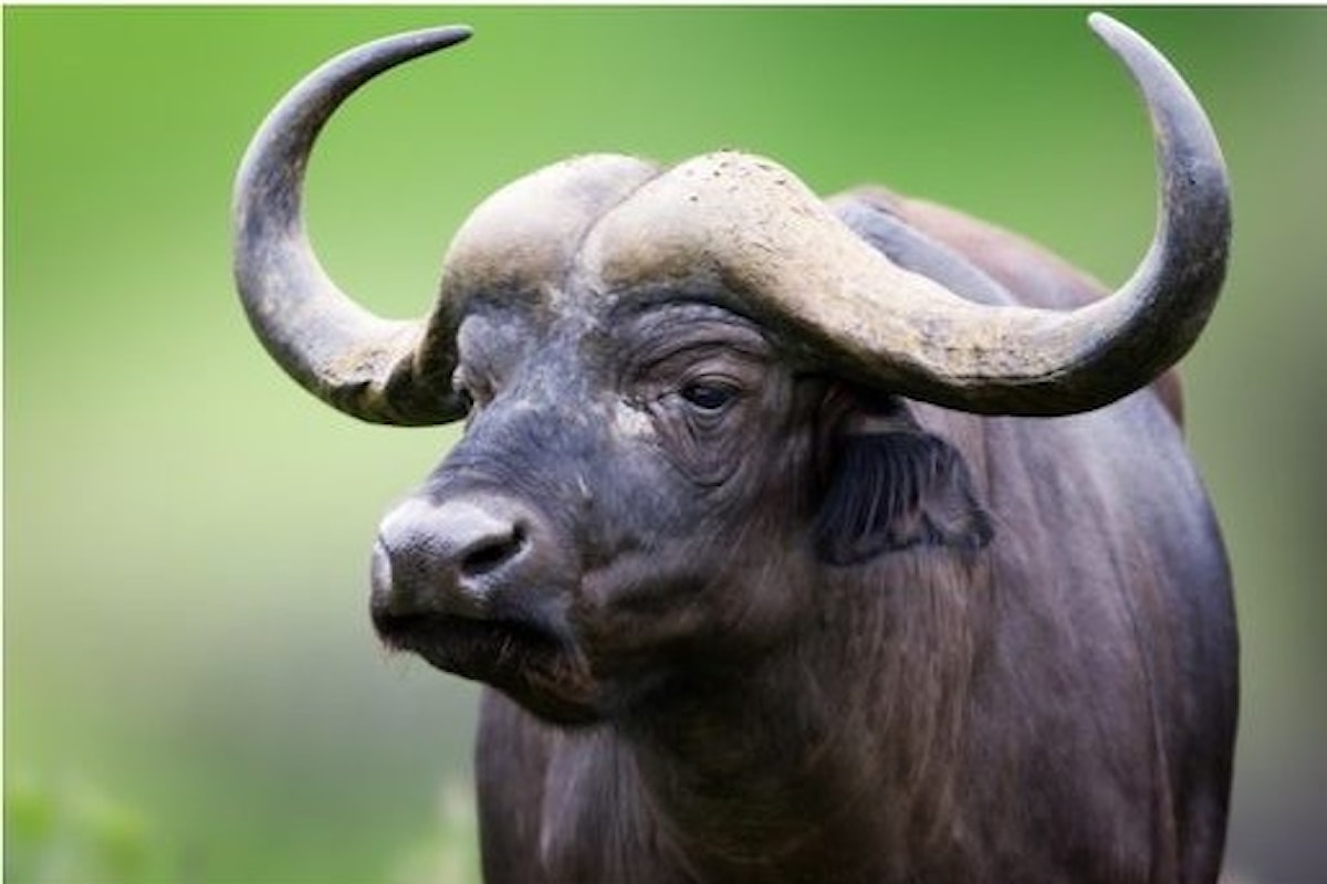 INVESTIMENTI GREEN - La bufala Campana Dop fa bene all'ambiente. Il risultato del nuovo studio del Prof. Zicarelli