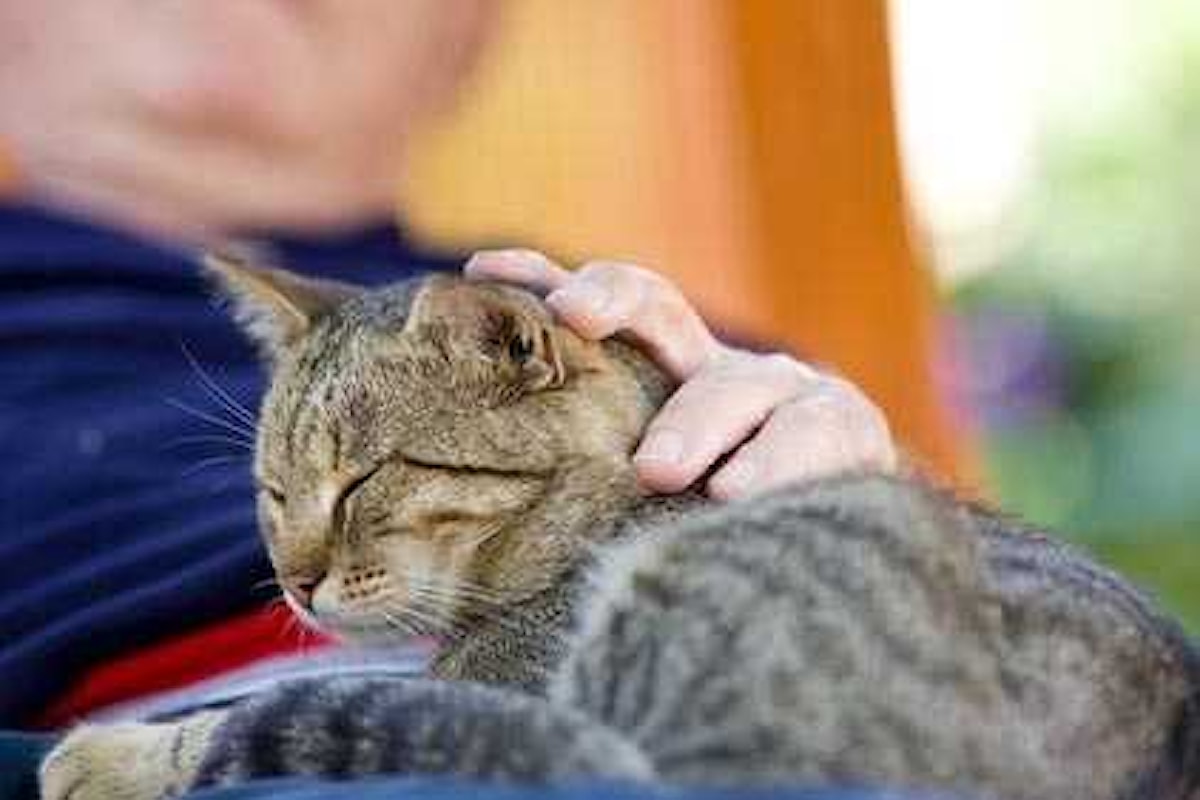 Un ultimo saluto al tuo amico a quattro zampe