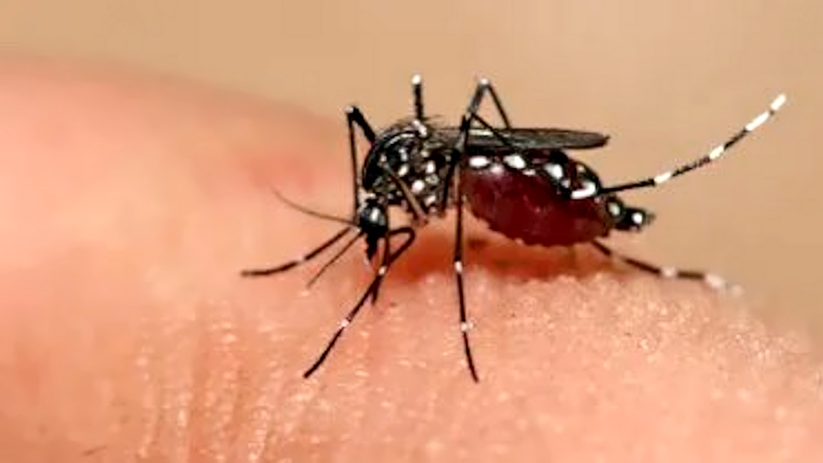 La PAHO ha lanciato l'allarne dengue nel Sud America: già oltre 3,5 milioni i contagi e almeno mille i morti alla fine di marzo 2024