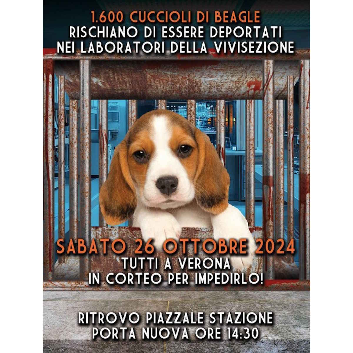 Sabato 26 ottobre 2024 tutti a Verona per impedire la deportazione dei Cuccioli di Beagle