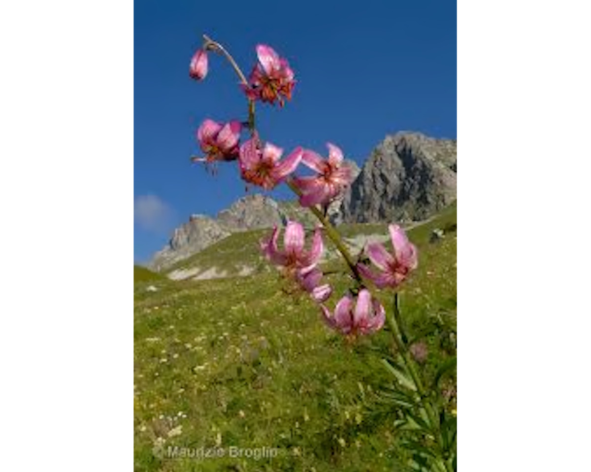 Ancora un po' di BOTANICA dal nostro territorio a cura del Parco Naturalistico e di Scultura ANNA SERENA ZAMBON a Piazze di Cetona