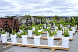 Urban vineyard: vigneto in mezzo ai grattacieli