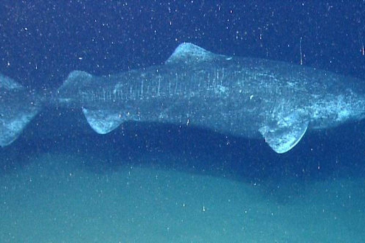Un nuovo record di longevità nei vertebrati