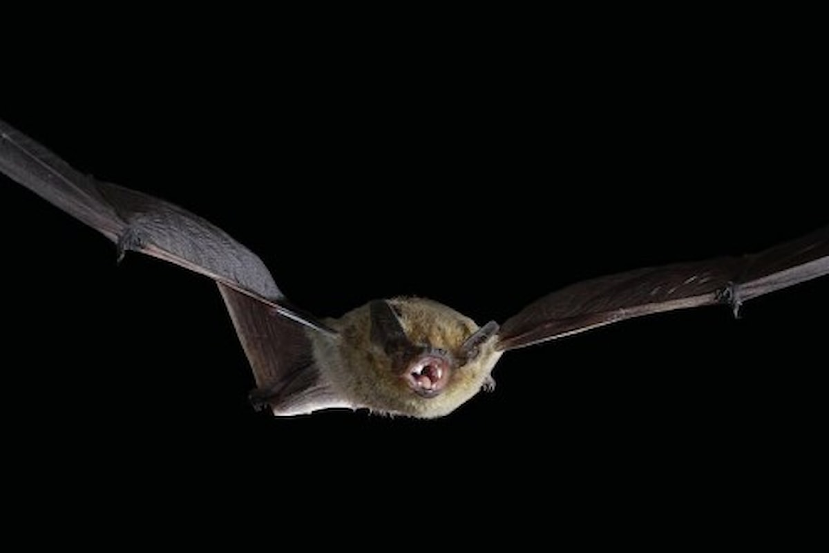 Evoluzione: Le ali dei pipistrelli