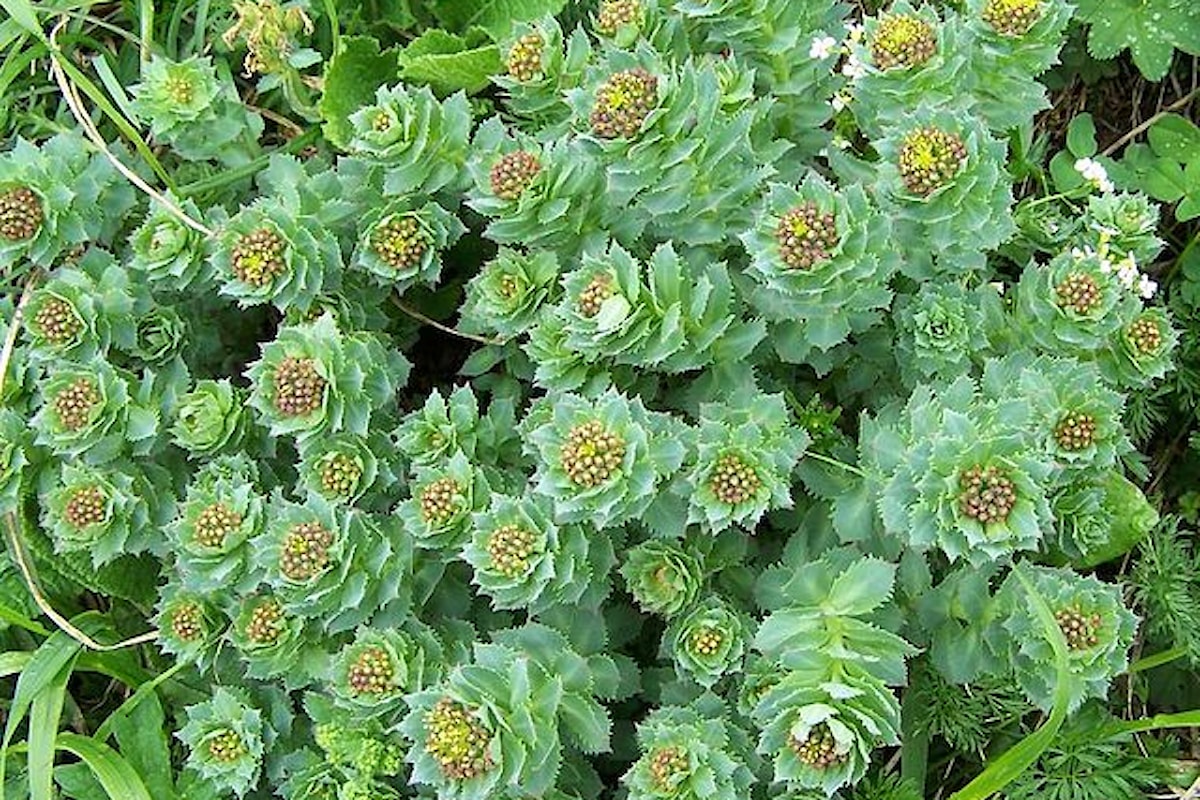 La Rhodiola Rosea: dalla Siberia, una pianta dalle molte proprietà