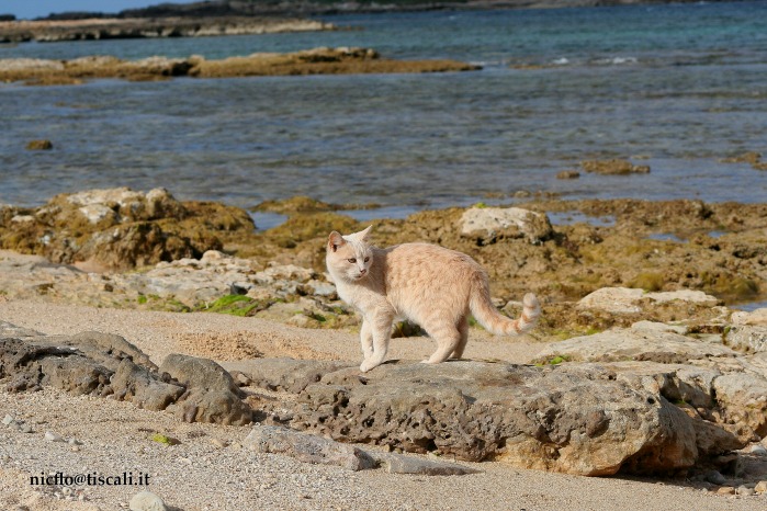 ESCURSIONE DA CAGLIARI ALLA COLONIA FELINA DI SU PALLOSU (OR)