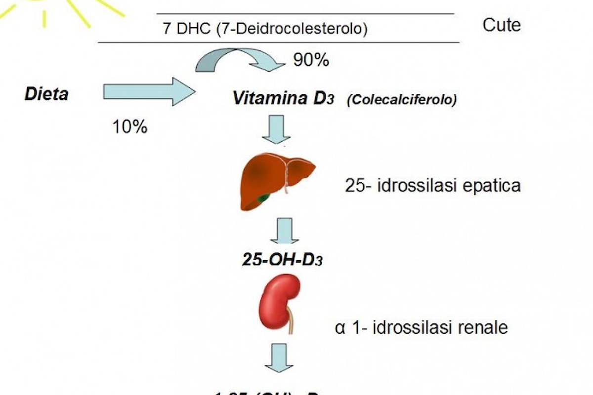 Un’integrazione di Vitamina D è veramente importante e indispensabile?
