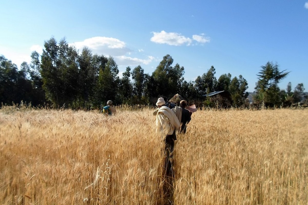 Agrifex 2016: in Etiopia le aziende italiane dell'agrifood presentano i propri prodotti