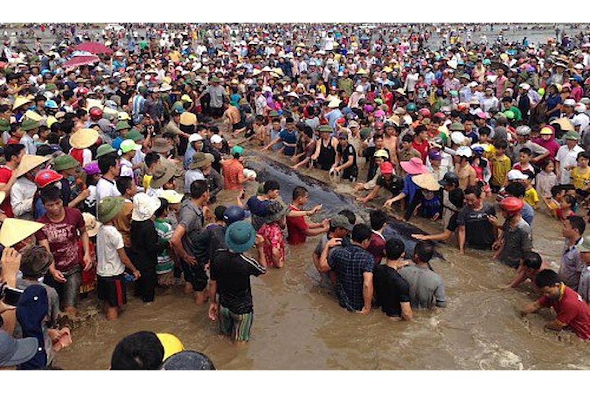 La solidarietà del popolo vietnamita salva una balena